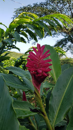 Apinia Roja