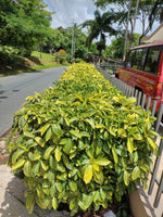 Aphelandra