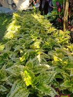 Cóleos Variegado
