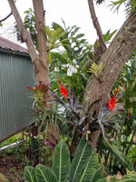 Variedad de Bromelias