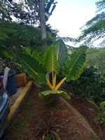 Alocasia Lutia ( Oreja de Elefate )