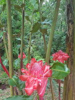 Antorcha Del Emperador ( Hijuelos )
