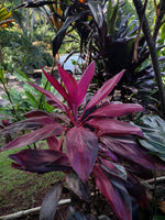 Cordyline Big Red Sister