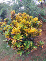 Croton Variedad ( Poco Común )