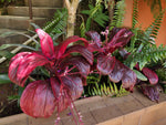 Cordyline Hoja Ancha