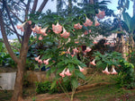 Trompeta de Campana