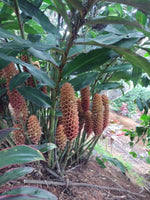 Ginger colmena( Marron)