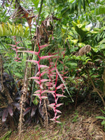 Heliconia Sexy Pink ( Hijo )