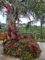 Bromelia Voladora Grande