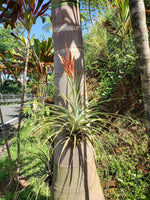 Tilansia