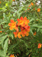 Tecoma Stan 'Orange