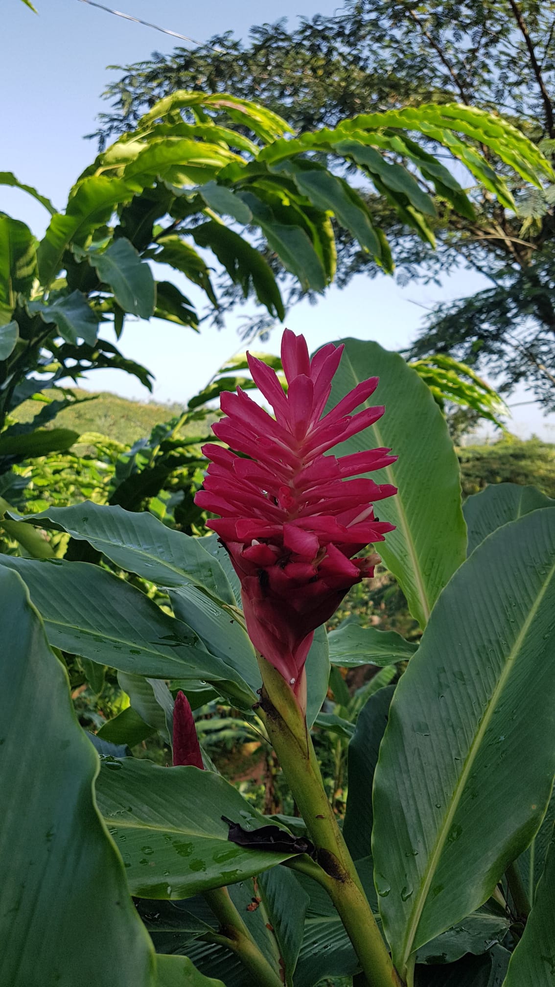 Apinia Roja