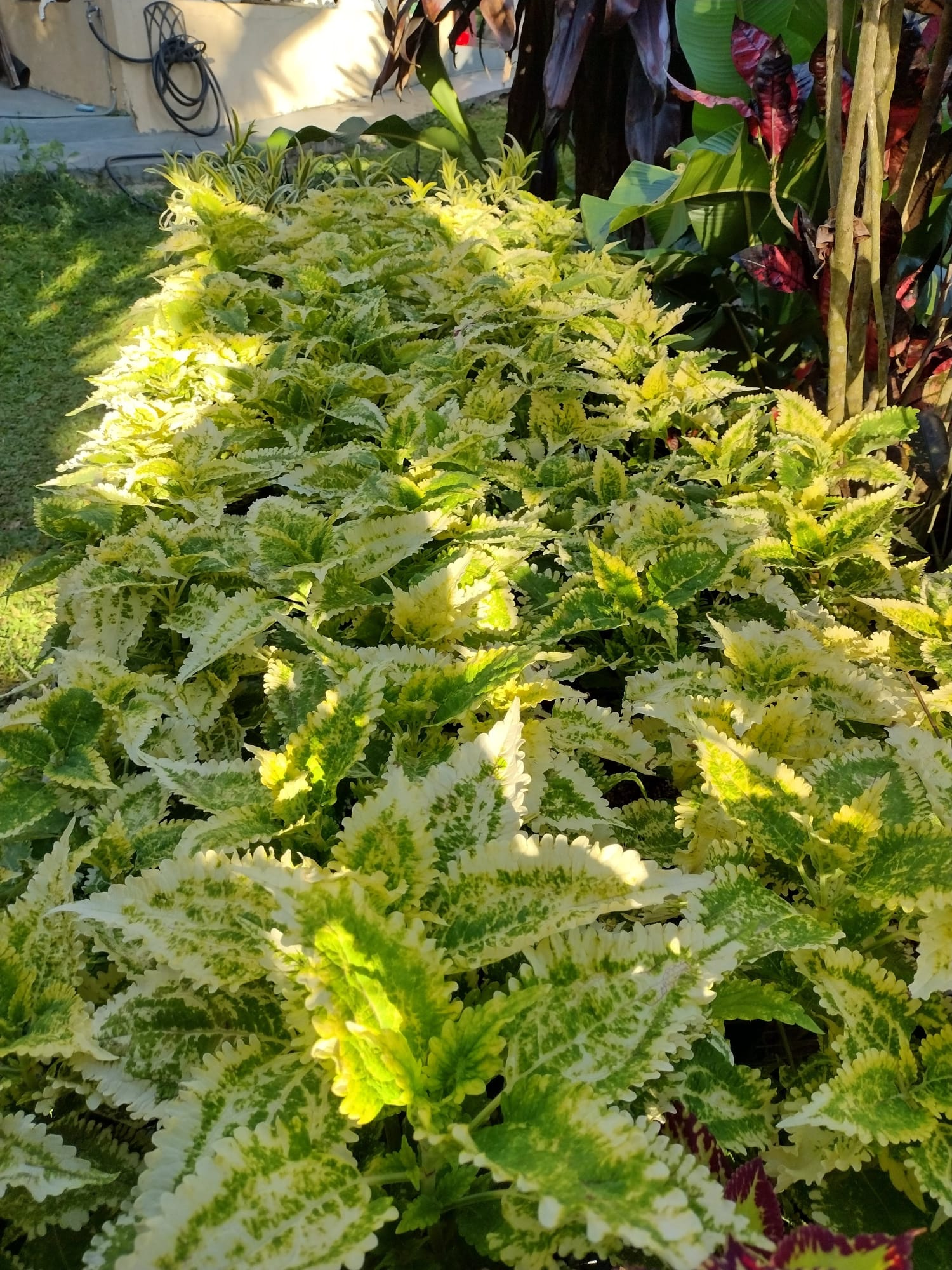 Cóleos Variegado
