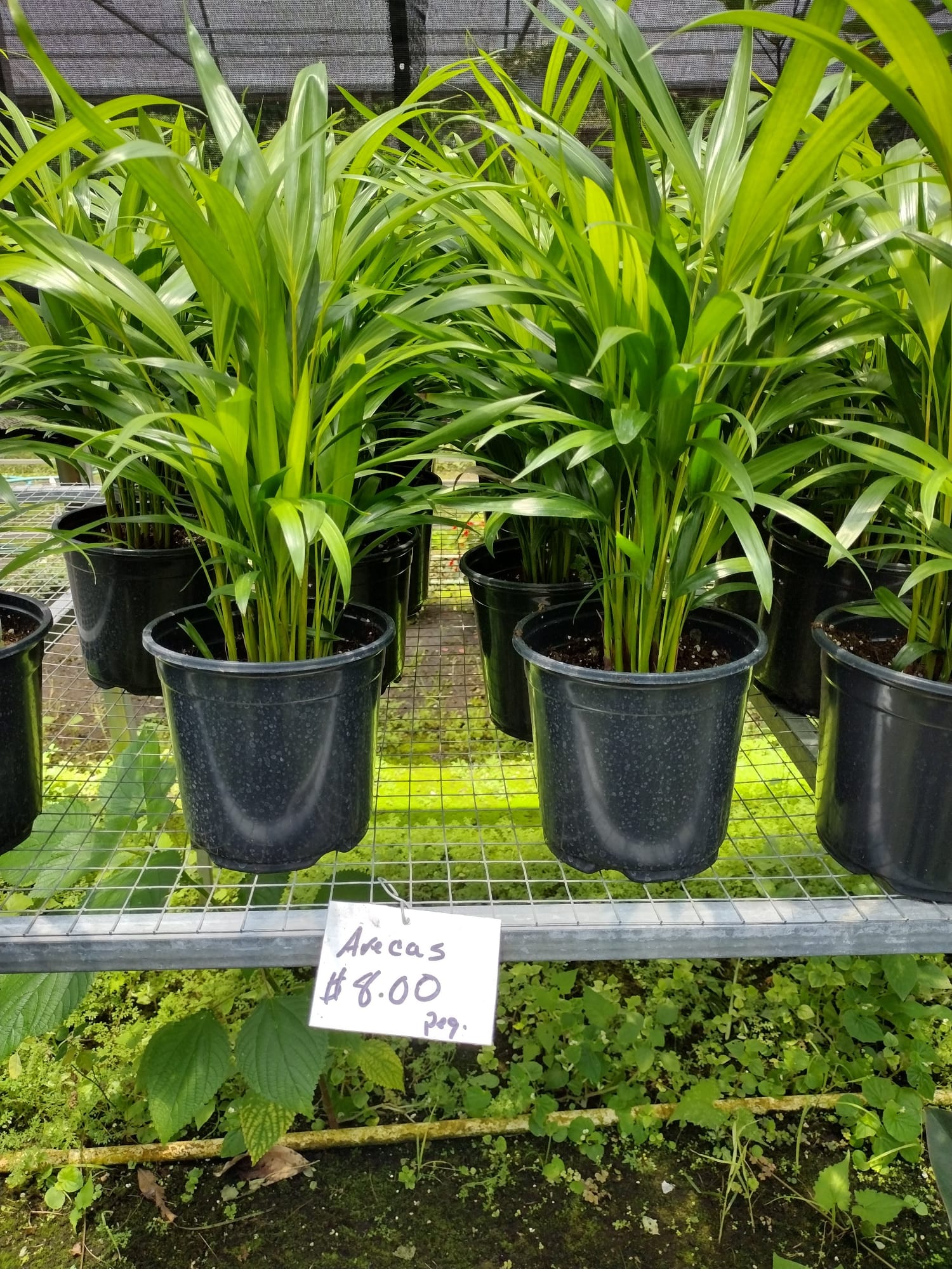 Palma Areca