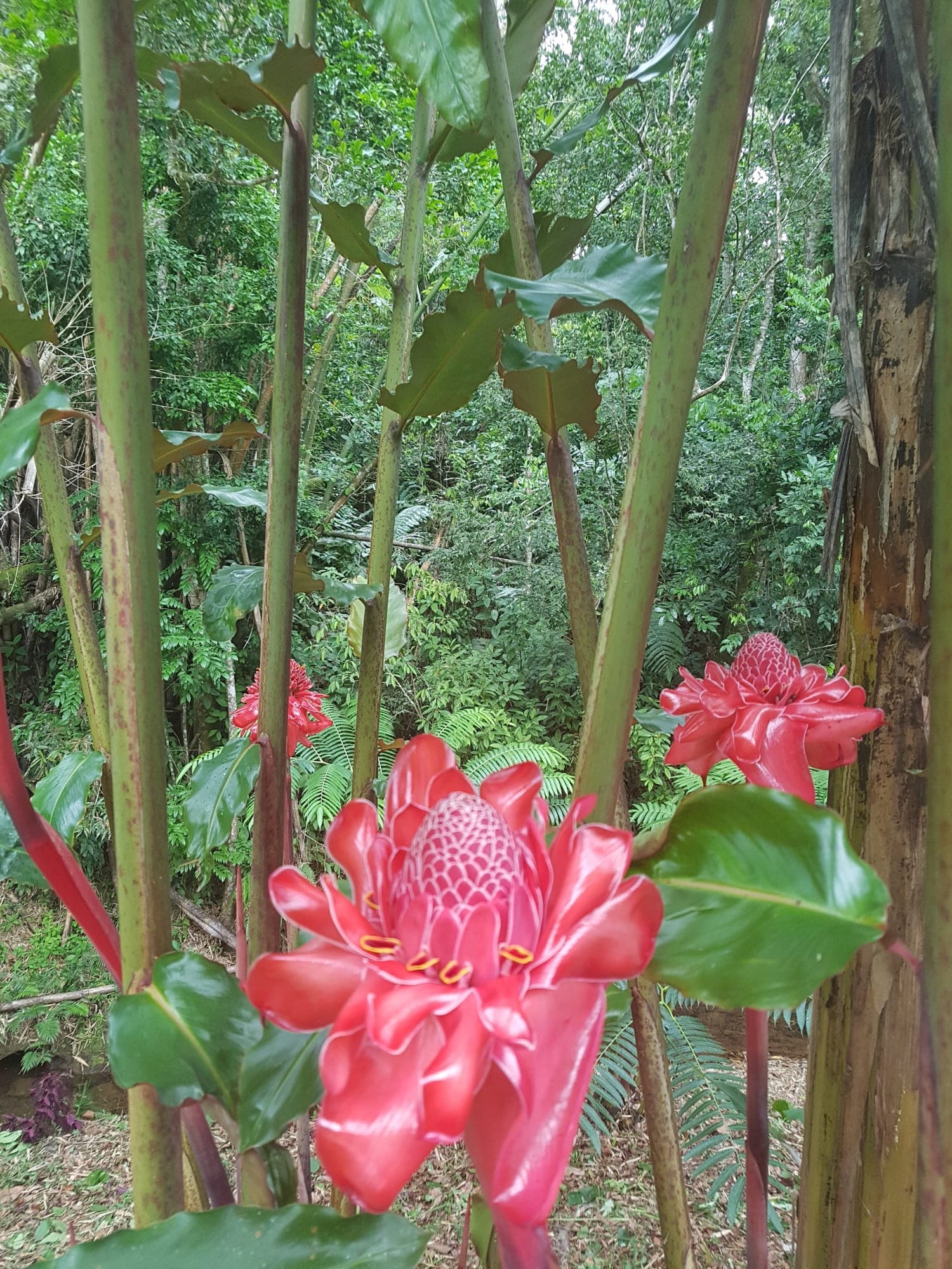 Antorcha Del Emperador ( Hijuelos )