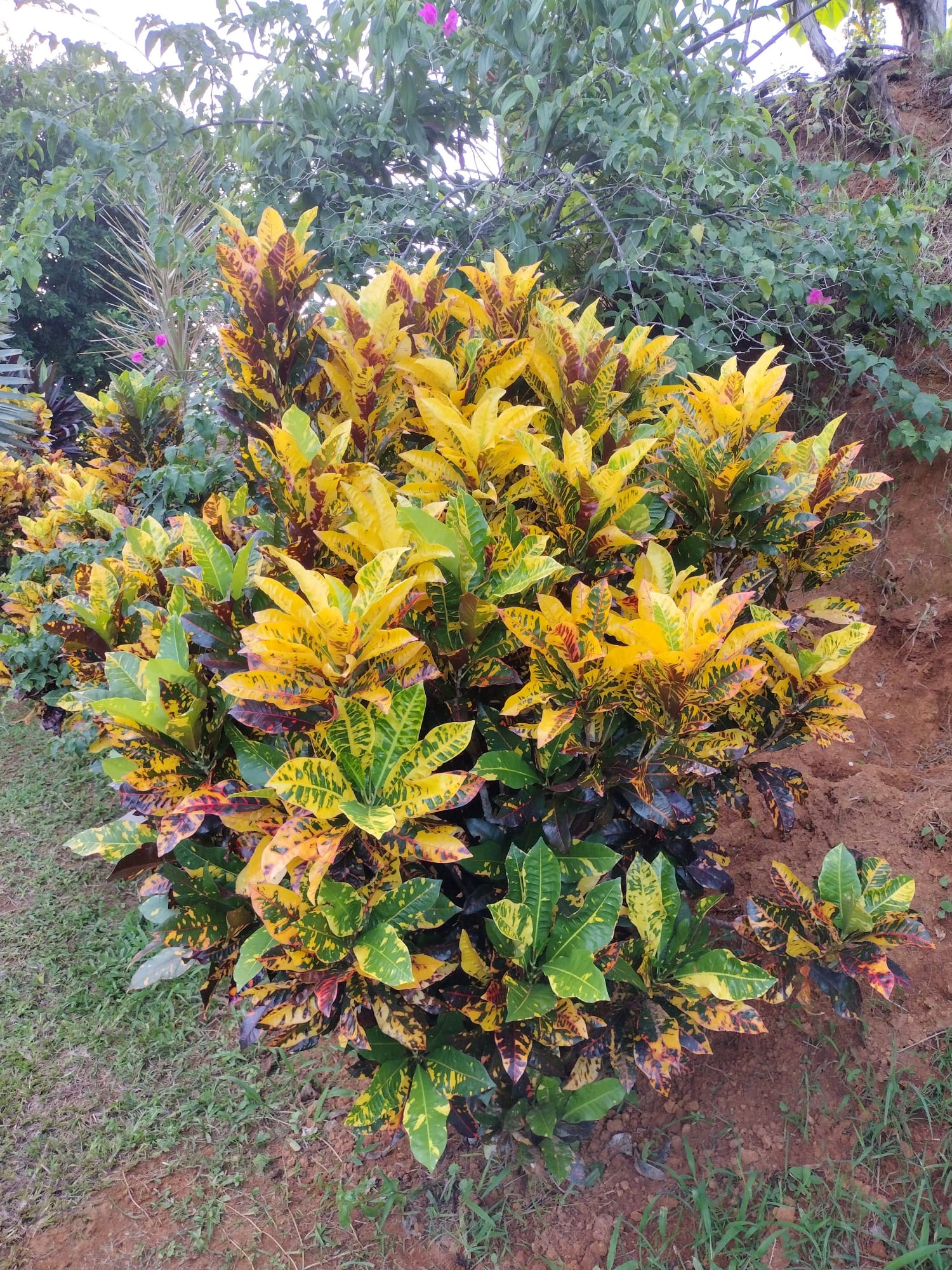 Croton Variedad ( Poco Común )