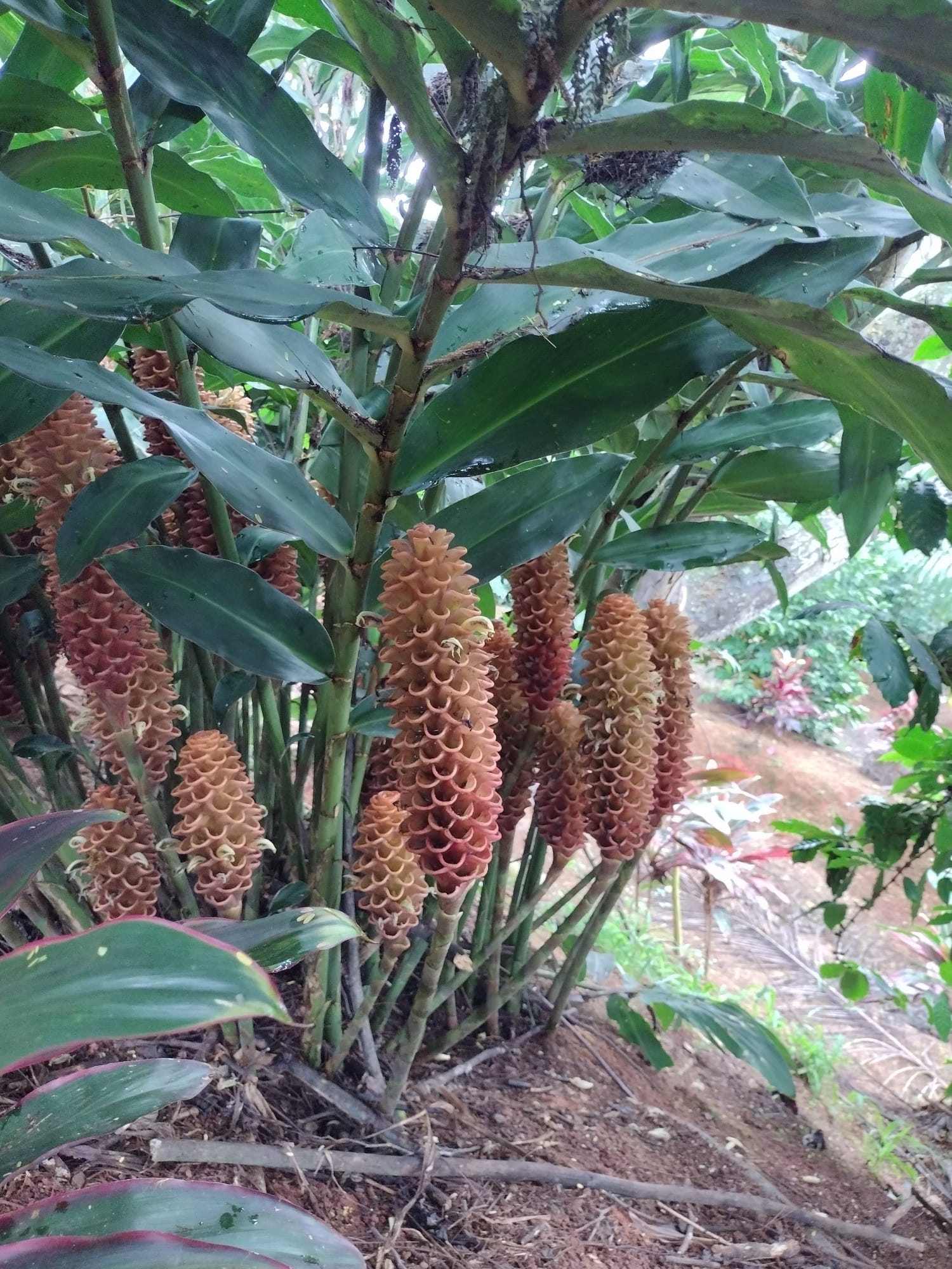 Ginger colmena( Marron)