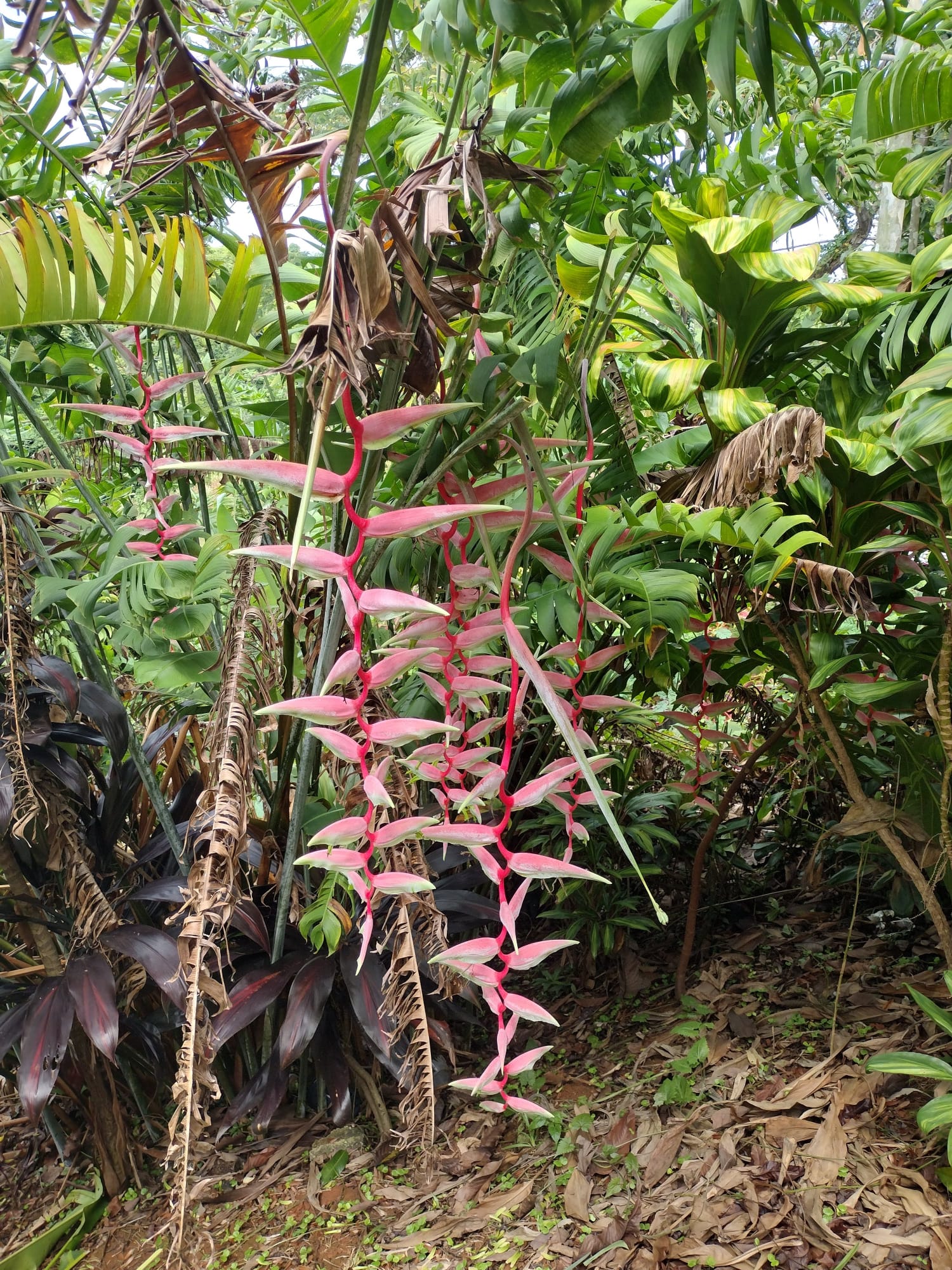 Heliconia Sexy Pink ( Hijo )
