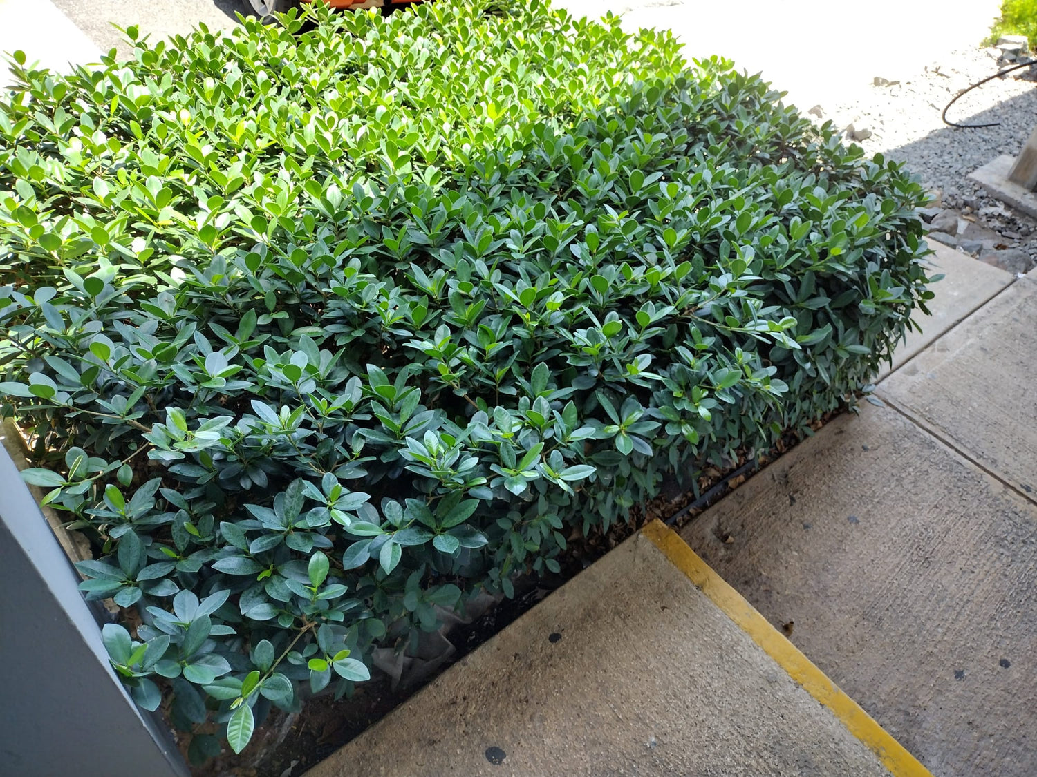 Ficus Esmeralda