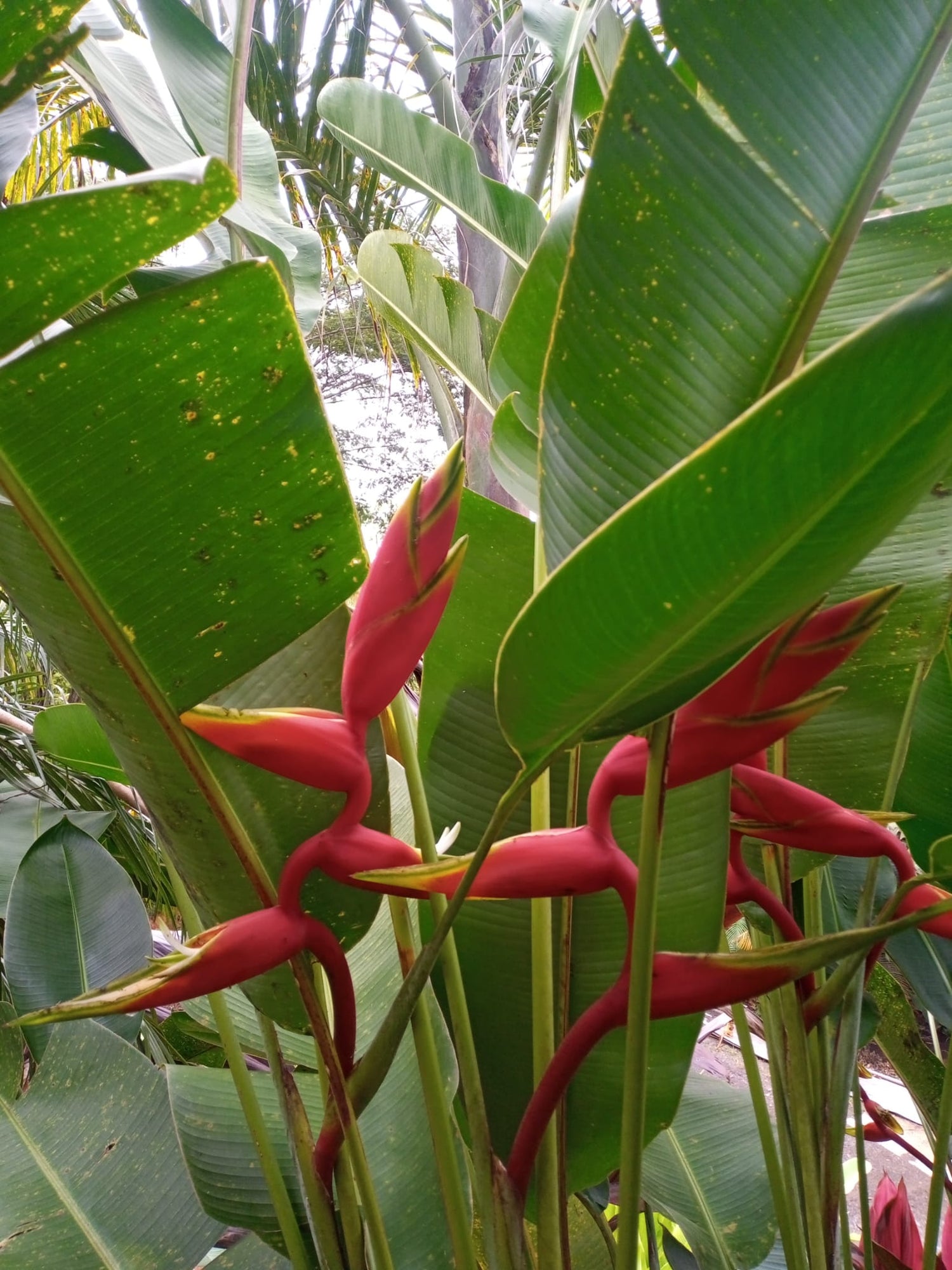 Heliconia Bihai