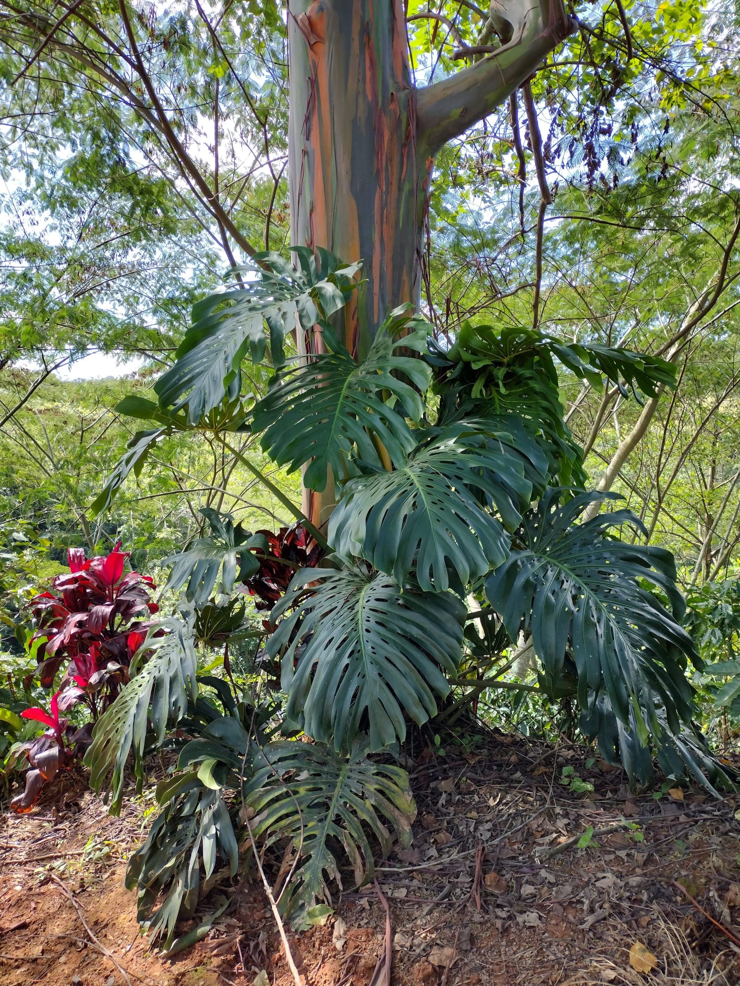 Mostera Deliciosa
