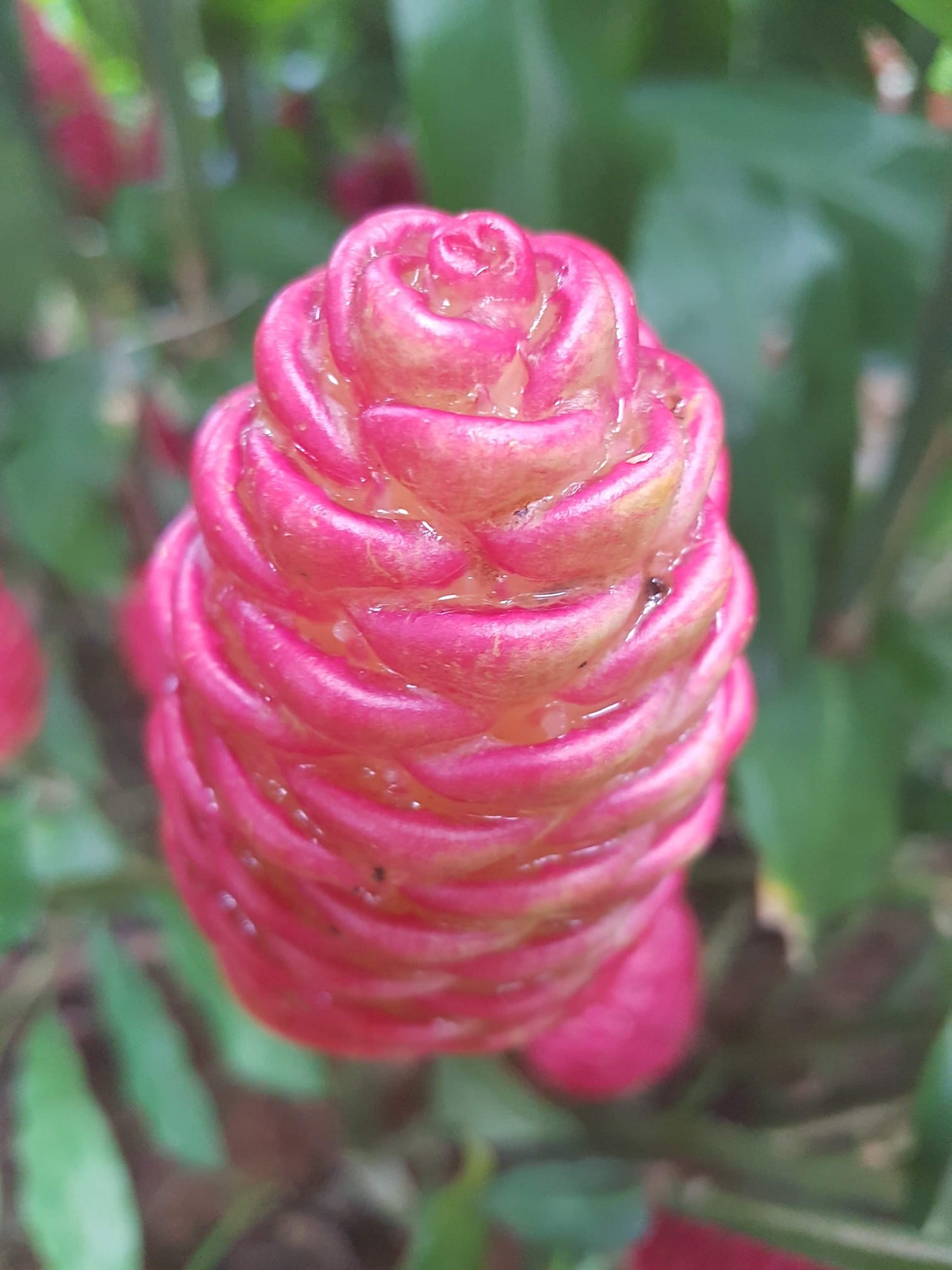Ginger Shampoo ( Hijuelo)