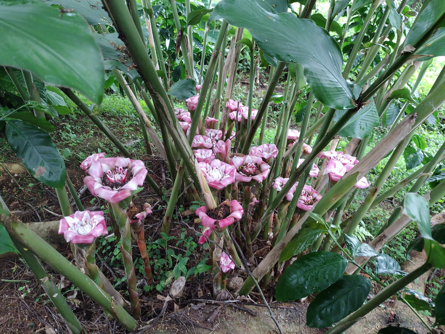 Rosa Malaya ( Etlingera Venusta )