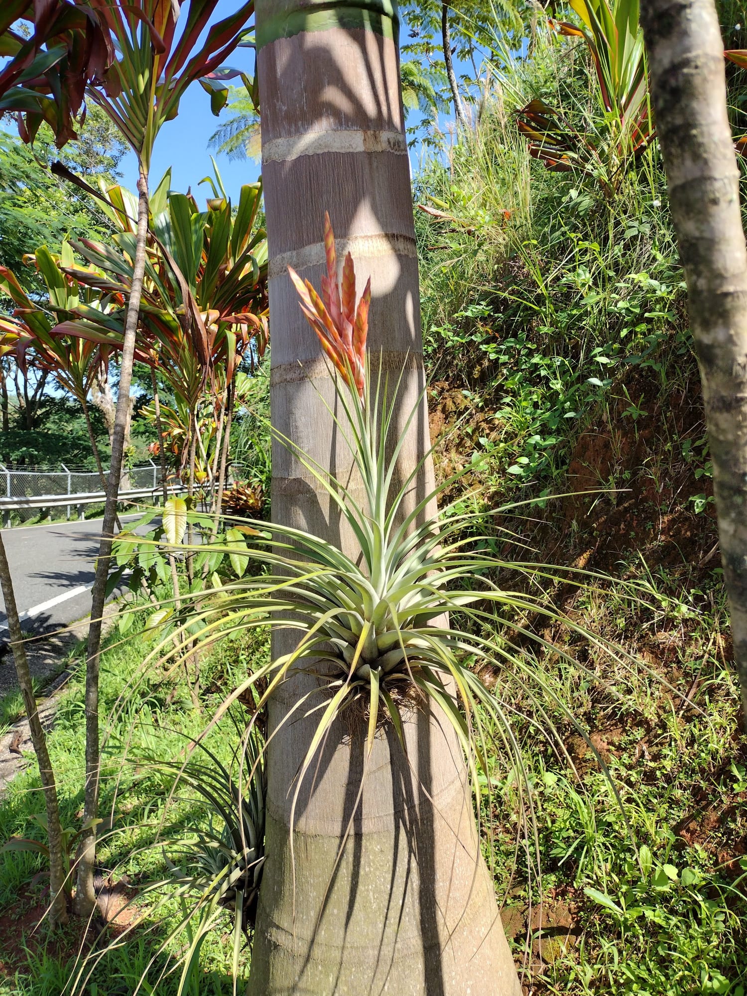 Tilansia