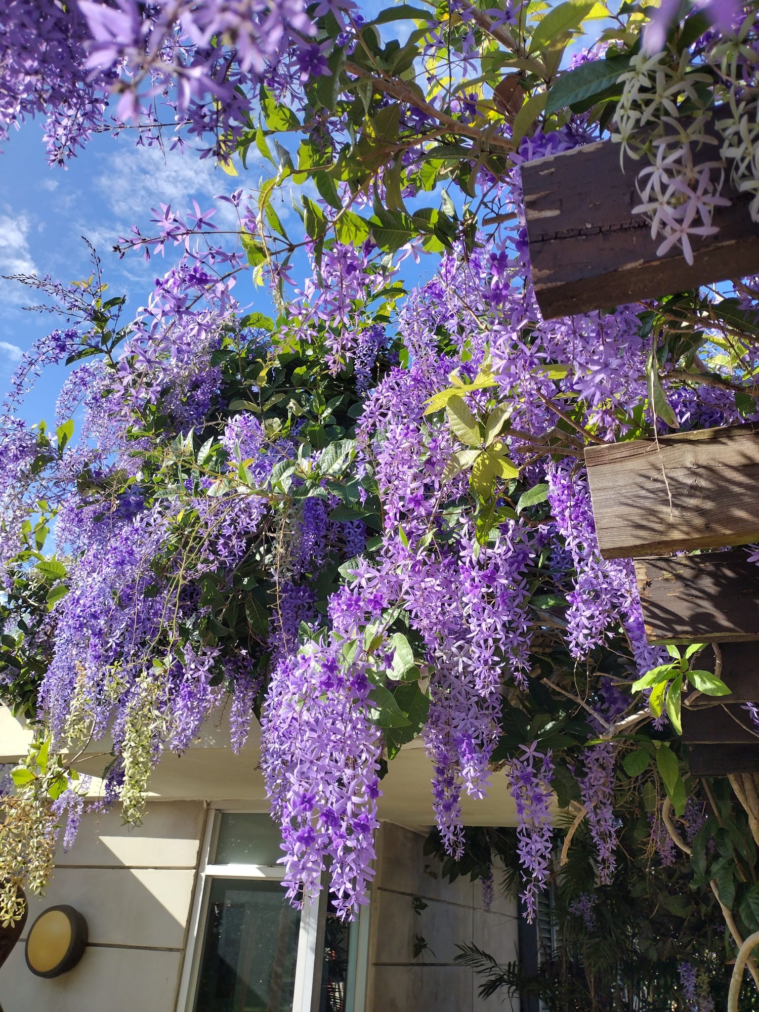 Petrea Volubilis